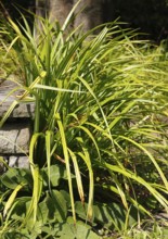 Sedge (Carex), in the park, North Rhine-Westphalia, Germany, Europe