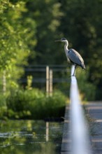 Grey heron (Ardea cinerea), using a railing to forage in a ditch, Ewald colliery, Herten, Ruhr