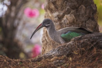 Hadada ibis (Bostrychia hagedash) Family of ibises and spoonbills, foraging, habitat,