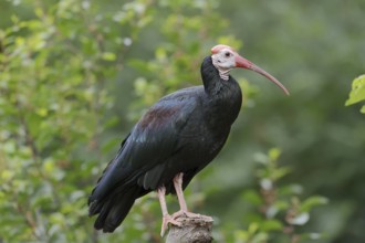 Southern bald ibis (Geronticus calvus), captive, occurrence in Africa