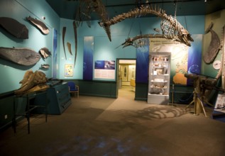 Inside the Maritime museum, Hull, Yorkshire, England, United Kingdom, Europe