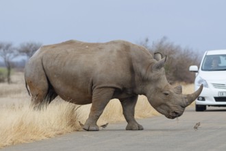 Southern white rhinoceros (Ceratotherium simum simum) surrounded by birds, adult male crossing the