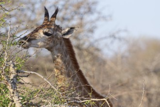 South African giraffe (Giraffa camelopardalis giraffa), young animal feeding on leaves, tongue out,