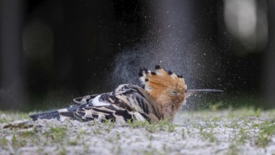 Hoopoe (Upupa epops) Bird of the Year 2022, sand bathing, plumage care, sunrise, golden hour,