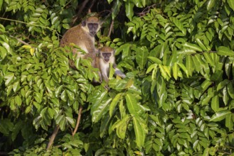 Green monkey (Chlorocebus sabaeus), guenon family, Janjabureh boat trip, Janjabureh, South Bank,