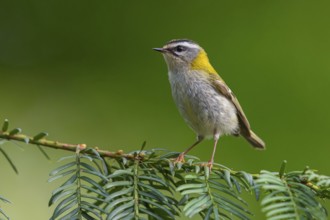 Goldcrest, Regulus ignicapillus, Luce, Mountain area, Luce, Styria, Slovenia, Europe