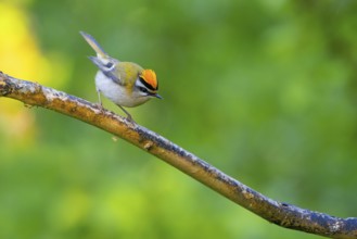 Goldcrest, Regulus ignicapillus, Luce, Mountain area, Luce, Styria, Slovenia, Europe