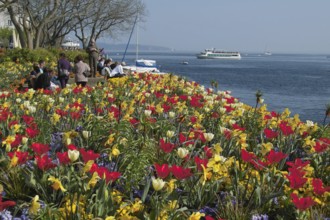 Lake Constance Tulips on the lake Tulip field