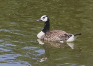 Canada goose (Branta canadensis), with leucism, in a pond, North Rhine-Westphalia, Germany, Europe