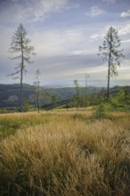 View of a forest area near Ilmenau in the Thuringian Forest destroyed by the Borkerkaefer. Ilmenau,