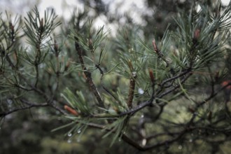 A Scots pine with morning dew in the Hohe Ward nature reserve in Münster, 08/04/2024