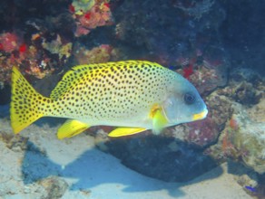 Yellow fish, dive site Jackson Reef, Red Sea, Egypt, Africa