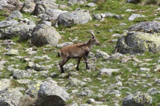 An ibex walks through a rugged landscape of rocks and meadow, Gredos ibex (Capra pyrenaica