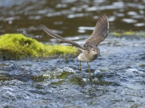 Wood Sandpiper (Tringa glareola), adult, flying across a stream, Finmark, Norway, Europe