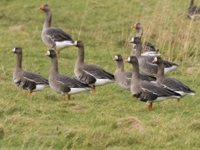 White-fronted goose (Anser albifrons) several birds resting on a meadow, island of Texel, Holland