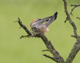 A kestrel perched on a mossy branch against a green backdrop, leaning forward in a defence pose,