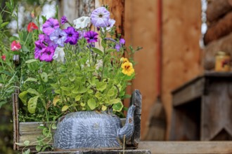 Colourful flowers in an old coffee pot, garden, Wiseman, Alaska, USA, North America