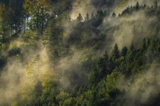 Landscape, Nature, Black Forest, Gutach im Breisgau, Morning fog, Forest