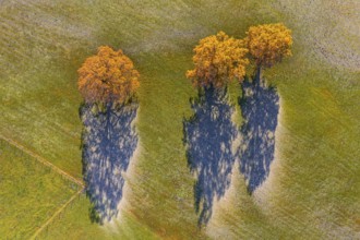 Aerial view of autumn-coloured oaks and trees, hoarfrost, Alpine foothills, Upper Bavaria, Bavaria,