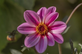 Dahlia flowers blooming in a public garden. Close-up dahlias, daylight. Selestat, Bas Rhin, Alsace,