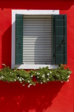 Window with green shutters on a red wall, below flowering plants in the sunshine, Burano, Venice,