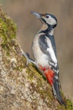 Great Spotted Woodpecker (Dendrocopos major) on a branch in the forest. Bas-Rhin, Alsace, Grand