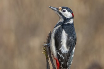 Great Spotted Woodpecker (Dendrocopos major) on a branch in the forest. Bas-Rhin, Alsace, Grand