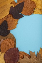 Composition with yellow and brown autumn leaves on blue pastel background. flat lay, top view,