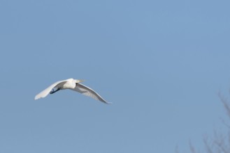 Great egret (Ardea alba) in flight in the sky, Bas-Rhin, Alsace, Grand Est, France, Europe