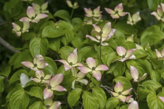 Kousa dogwood (Cornus kousa), North Rhine-Westphalia, Germany, Europe