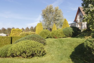 Cottage garden with green lawn, trees, hedges, trimmed bushes and large mountain pines. Modern