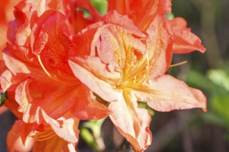 Rhododendron (azalea) flowers of various colors in the spring garden. Closeup. Blurred background