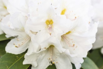 Rhododendron (azalea) flowers of various colors in the spring garden. Closeup. Blurred background