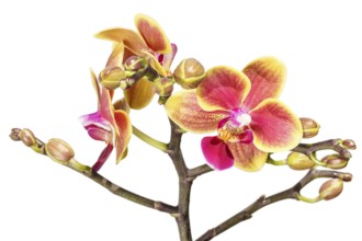 Beautiful orchids of different colors on white and grey background. Phalaenopsis hybrids. Close up