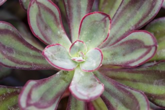 Beautiful succulent plant in greenhouse. Closeup, floral patterns, selective focus