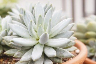 Beautiful succulent plant in greenhouse. Closeup, floral patterns, selective focus