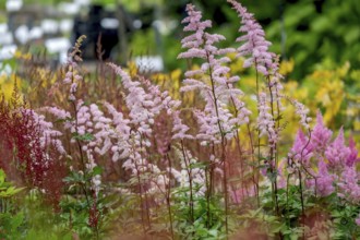 Astilbe, North Rhine-Westphalia, Germany, Europe