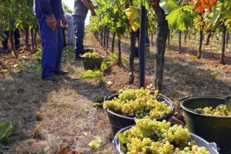 Grape grape harvest: Manual harvest of Chardonnay grapes in a vineyard in the Palatinate