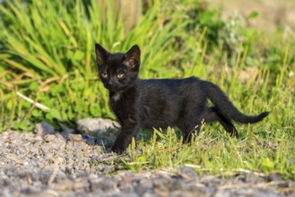 Domestic cat, 8-week-old kitten, Vulkaneifel, Rhineland-Palatinate, Germany, Europe