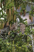 Common kestrel (Falco tinnunculus), two young birds not yet able to fly sitting on a branch outside