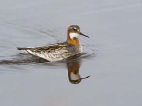 Red-necked phalarope (Phalaropus lobatus), female in breeding plumage, swimming along edge of