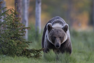 Brown bear (Ursus arctos) in the Finnish taiga, Kuusamo, Finland, Europe