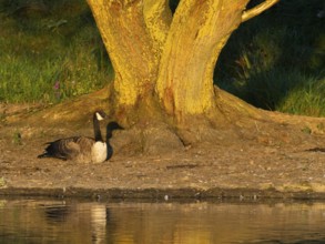 Canada Goose (Branta canadensis), a serene scene featuring a goose resting near the trunk of a