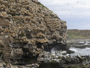 Black-legged kittiwake (Rissa tridactyla), breeding colony, on coastal cliffs of Arctic Ocean, May,