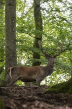 Red deer (Cervus elaphus), Vulkaneifel, Rhineland-Palatinate, Germany, Europe