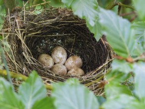 A bird nest with five speckled eggs, nestled among green leaves, Blackcap bird nest, with clutch of