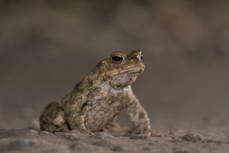 Common toad (Bufo bufo), single male, on the way to spawning waters, evening, toad migration,