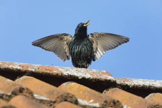 Common Starling (Sturnus vulgaris) adult male, in breeding plumage, singing and displaying on roof