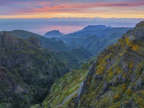 Mountains on sunrise covered in fog and clouds with blooming Cytisus shrubs. Near Pico de Arieiro,