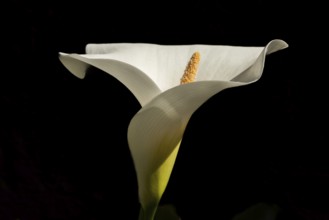 Arum or white calla (Zantedeschia aethiopica) in bloom in spring. Bas Rhin, Alsace, France, Europe